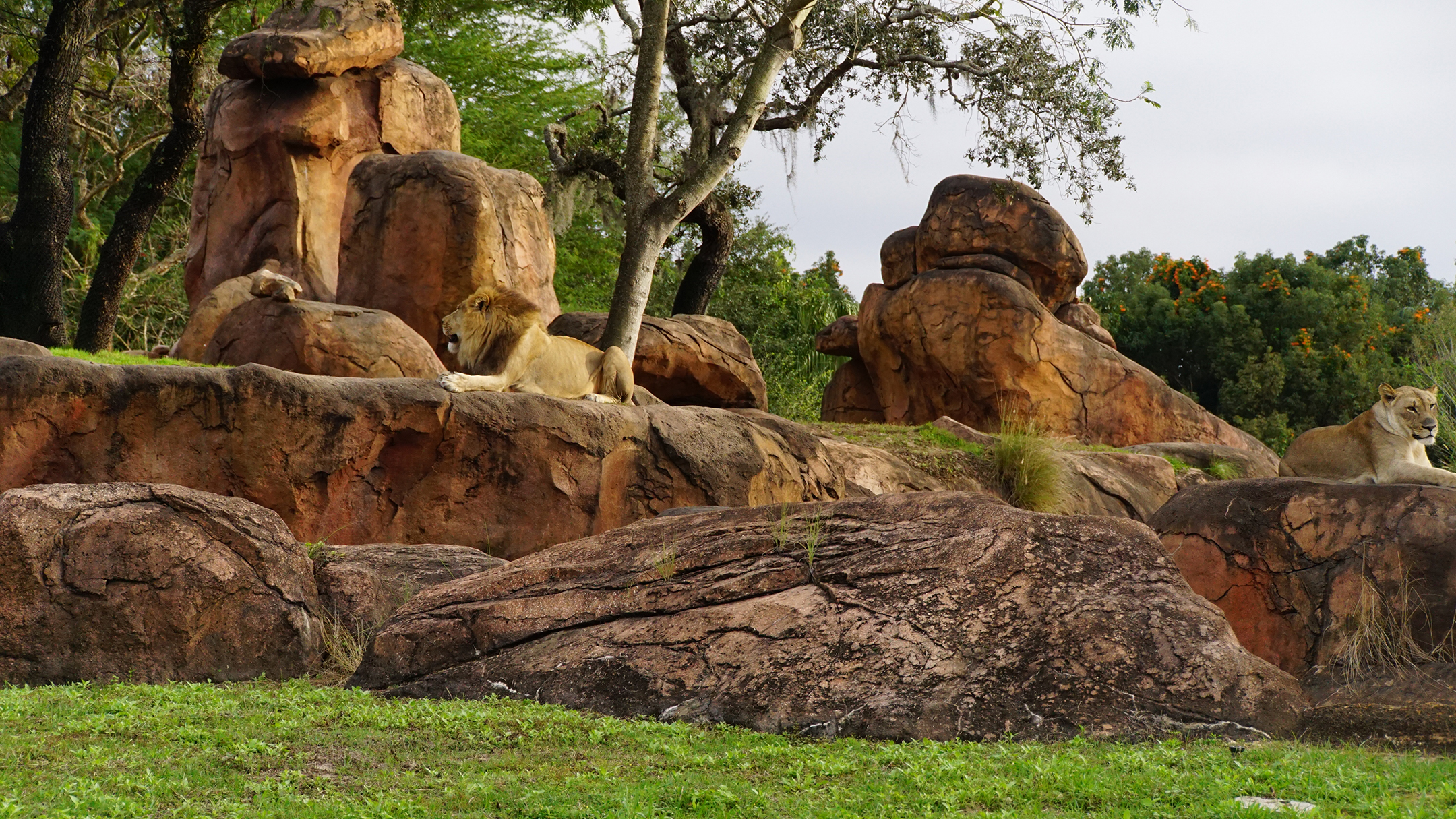 Lions on rocks