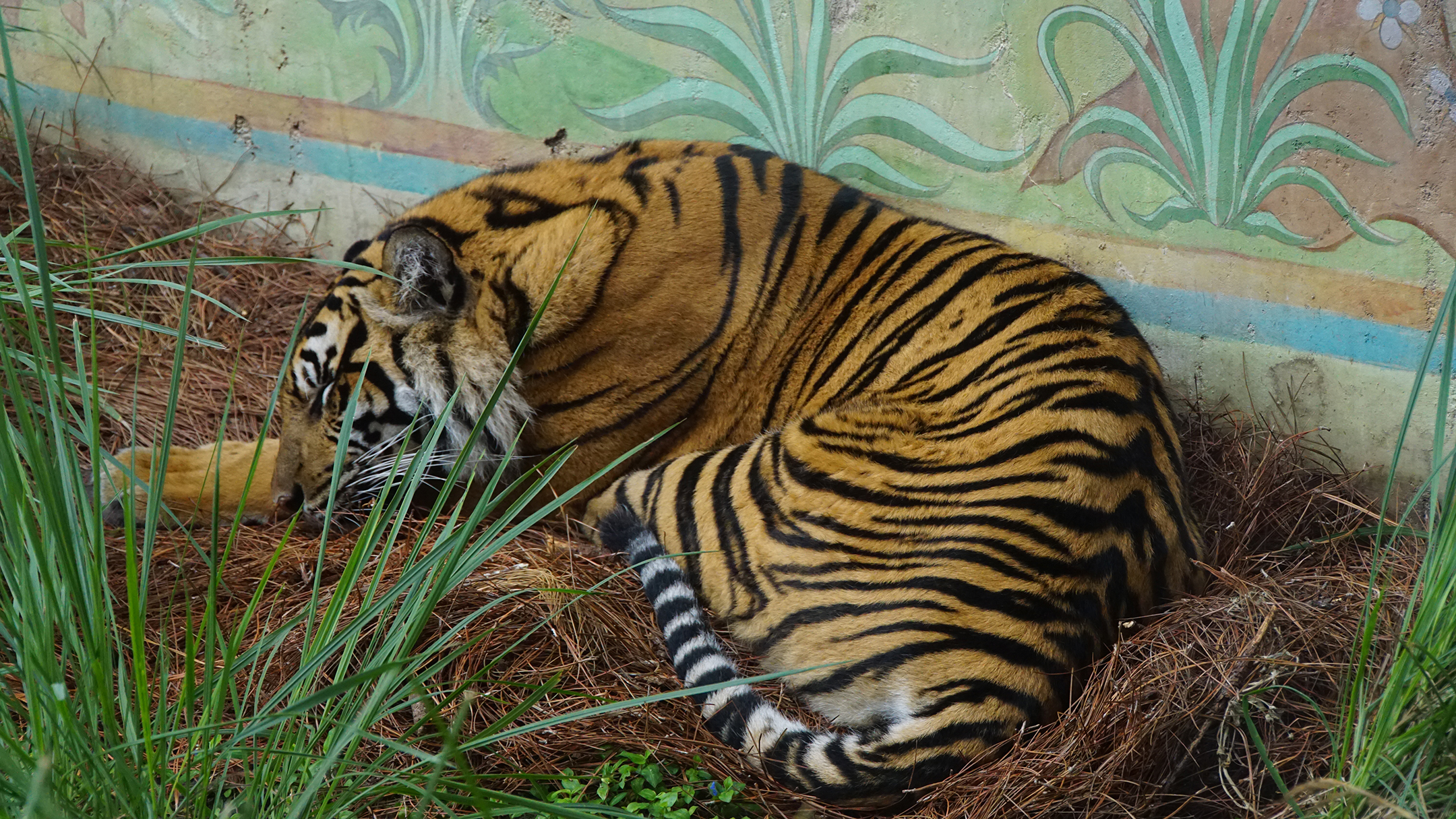 Tiger sleeping against wall