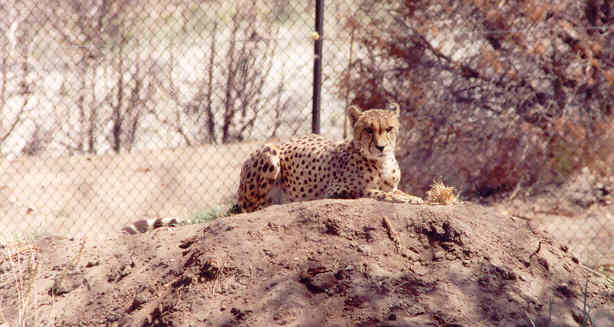 This cheetah was in a Mountain Dew commercial