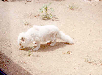 This is a snow fox.  It looked like a bunch of mangy cotton balls stuck together.