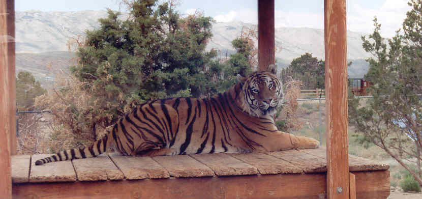 Tiger in shade structure from the Animal Ark