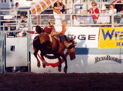 Bronco rider at the rodeo