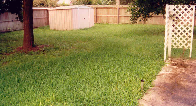 Grass in need of mowing
