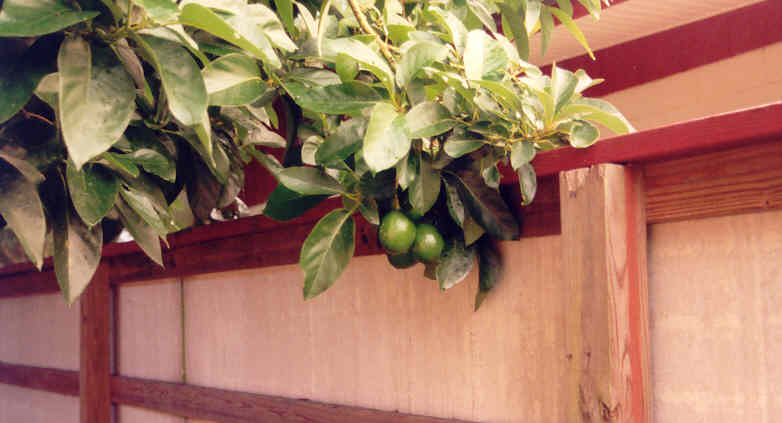 avacados starting to form on tree