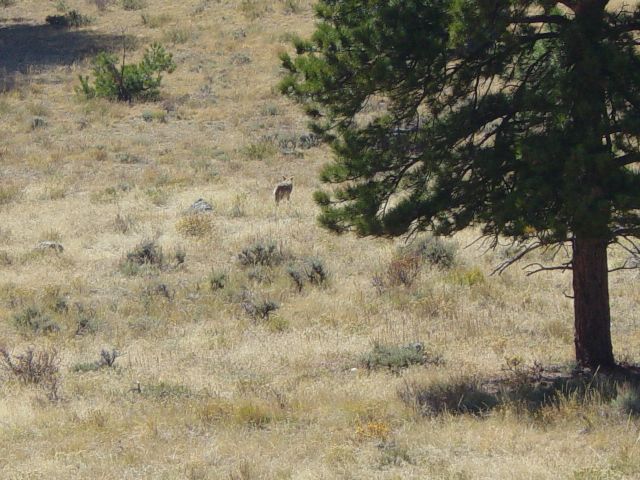 Wolf crossing grassy meadow
