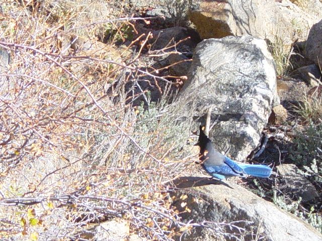Blue bodied bird with black neck and head on rocks