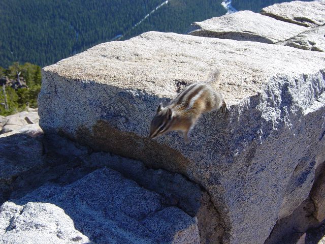 Ground squirrel running on the rocks