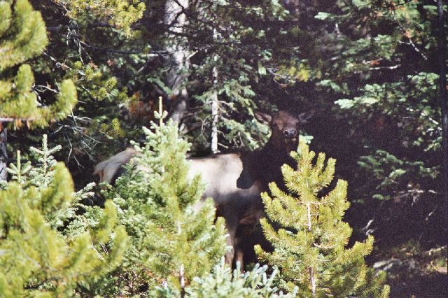An elk standing in thr trees