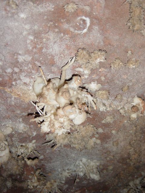 Ceiling flowers formation inside Cave of the Winds