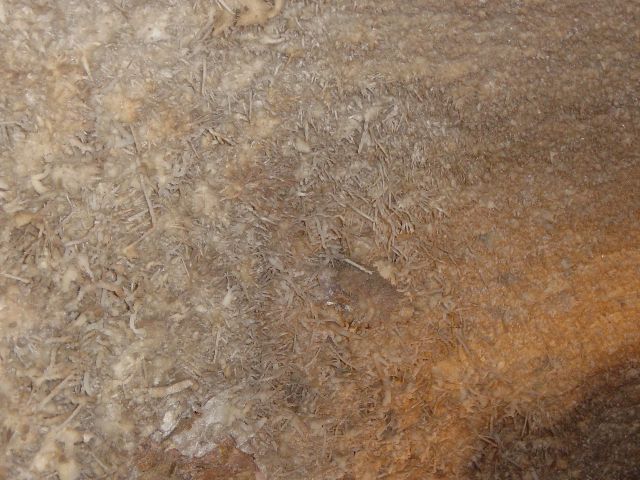 Hanging grass formation inside Cave of the Winds
