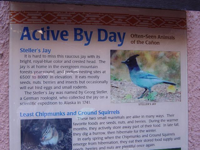 Sign describing Steller's Jay