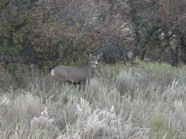 Deer standing in tall grass at dusk