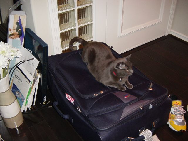 Gray cat laying on purple suitcase
