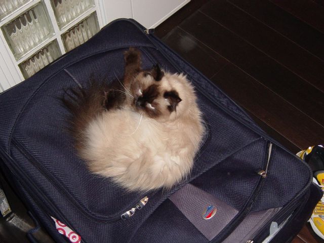 Siamese cat laying on suitcase