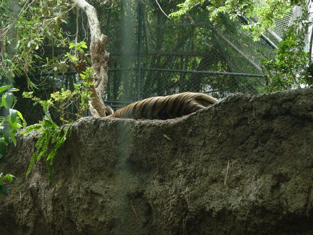 Tiger laying on rock