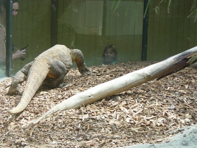 Komodo dragon pacing in enclosure
