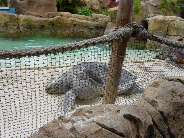 Large sea turtle crawls through the sand behind a net railing