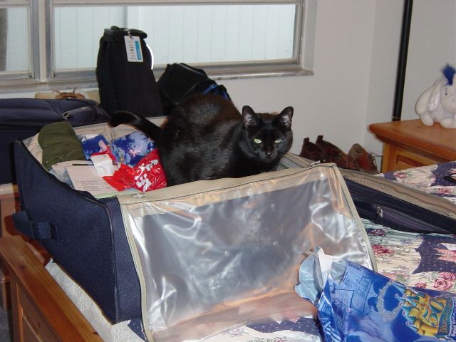 Black cat standing in partially unpacked suitcase