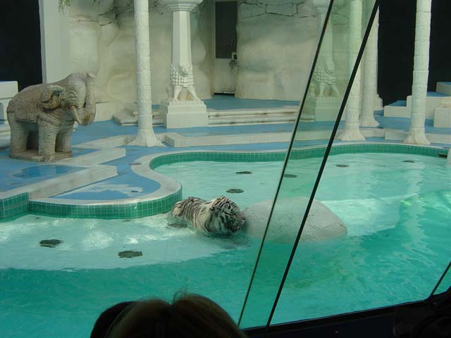 Tiges swimming in pool behind glass wall