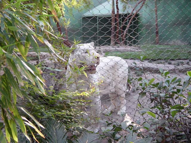 White tiger behind a fence