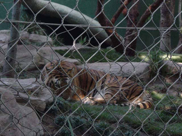 Ornage tiger laying on grass in an enclosure
