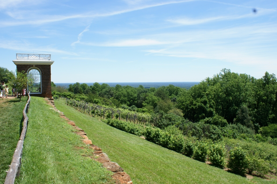 Grapes grow on the slope of a hill behind a short brick wall with an overlook structure