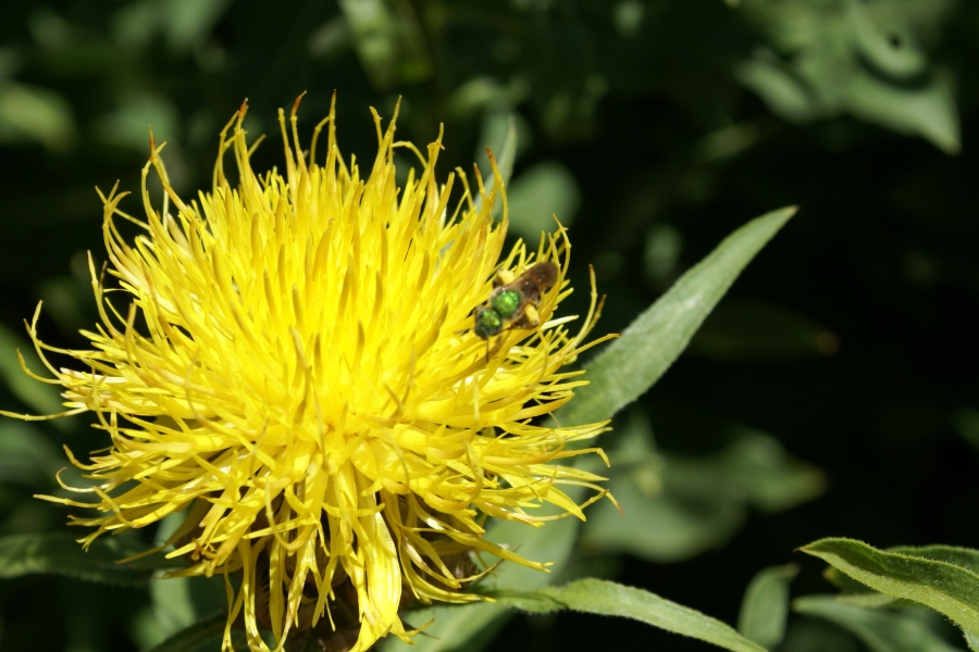 A colorful pollinator walks across a spikey bright yellow flower