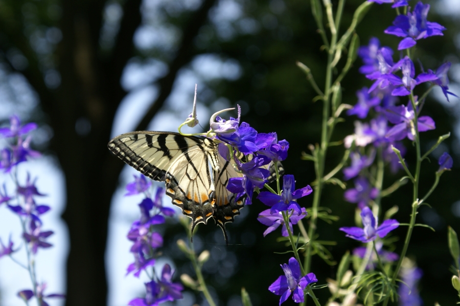 A yellow and black butterfly rests on the tall stalk of a purple flowering plant