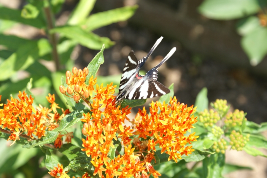 A white and black butterfly approaches a grouping of bright orange and yellow blooms