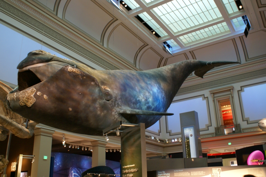 A large blue whale cast sits above other ocean related exhibits inside a large hall