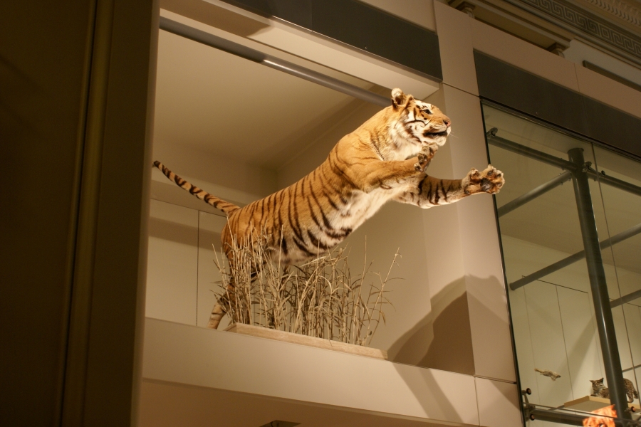 A tiger appears to leap out of some grass set in a wall niche near an upper-level balcony railing