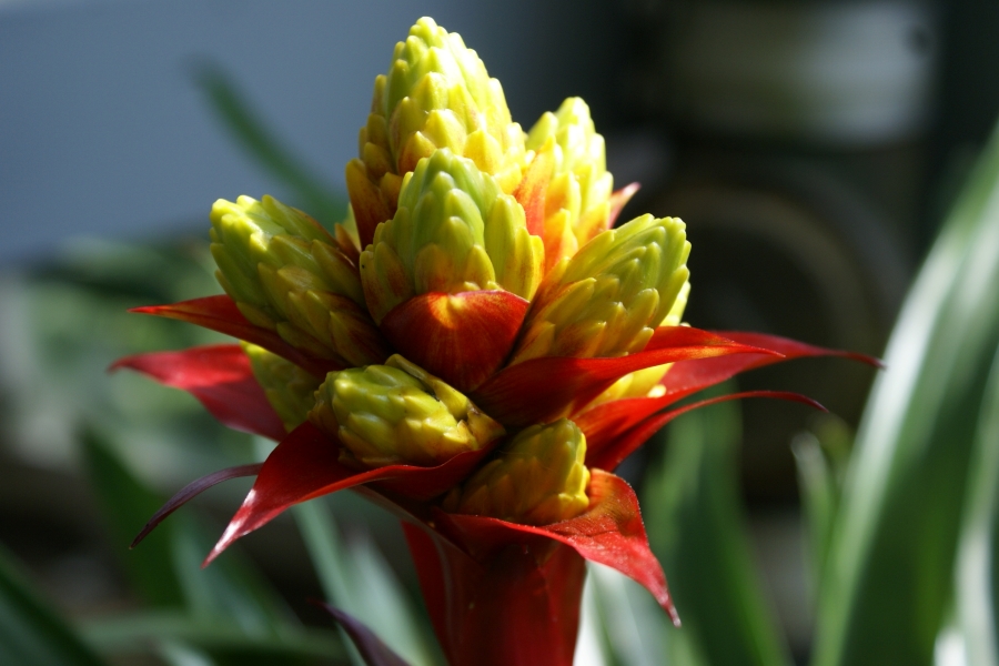A flower with deep red petals and bright yellow corncob like buds