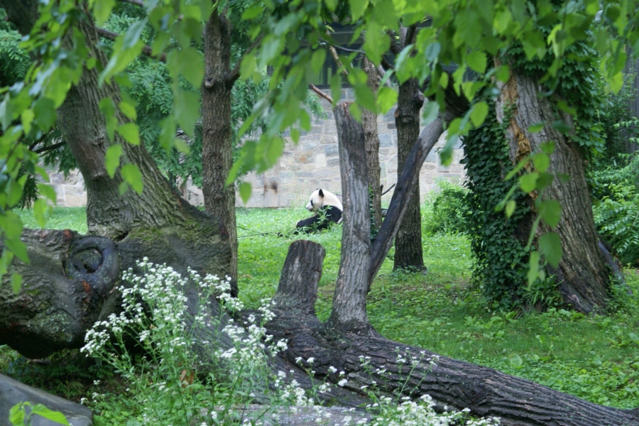 A black and white bear sits amongst trees eating leaves from a branch
