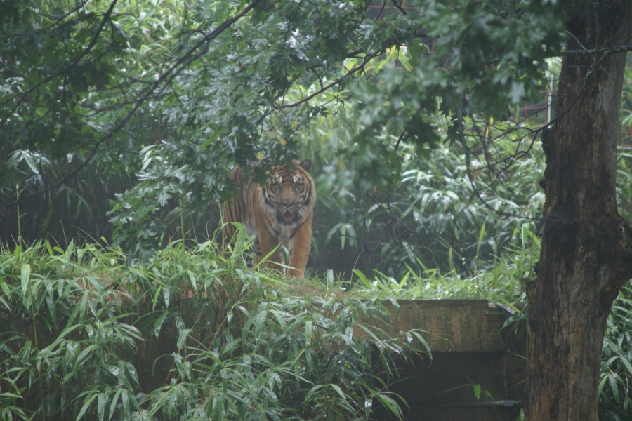 A tiger looks in the general direction of the camera as it paces amongst a wooded enclosure