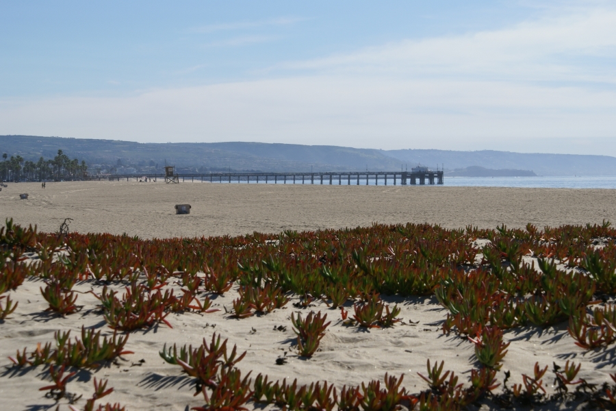 A fishing pier extends over the sand into the water with a patch of scrubby plants in the near foreground and hills running down to the water beyond