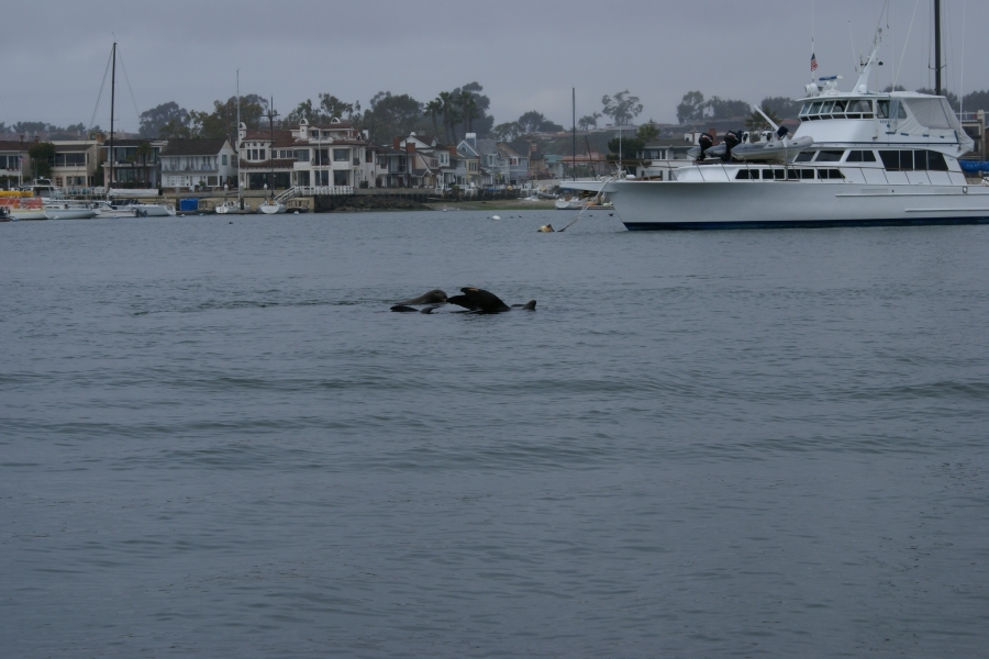 Brown fins and nose stick out of the water near a yacht anchored offshore