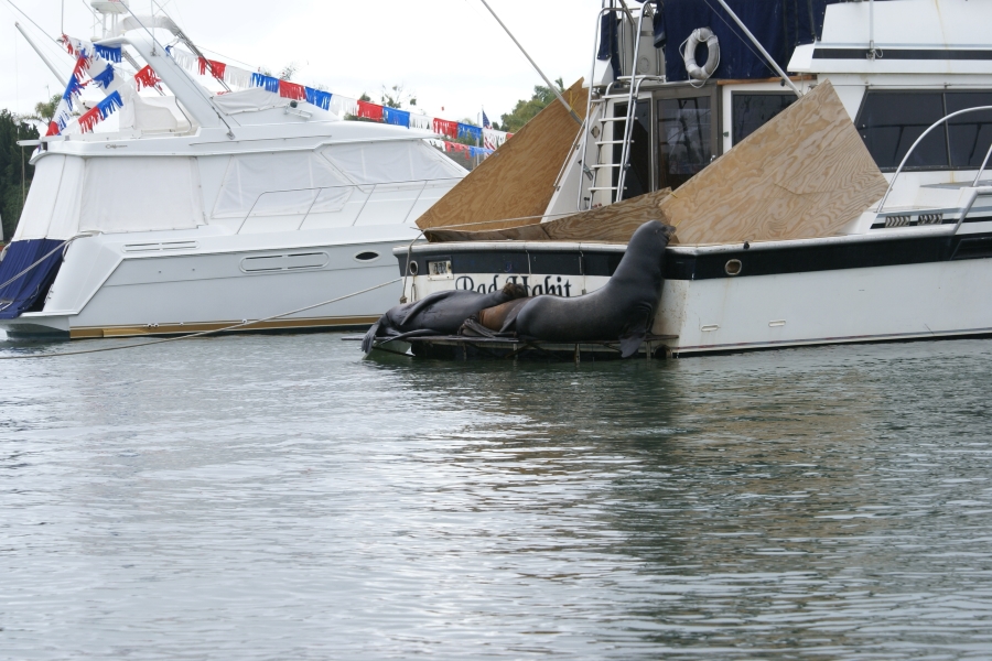 Plywood on a boat keeps two sea lions lounging on a platform off the back from getting all the way onto the aft deck