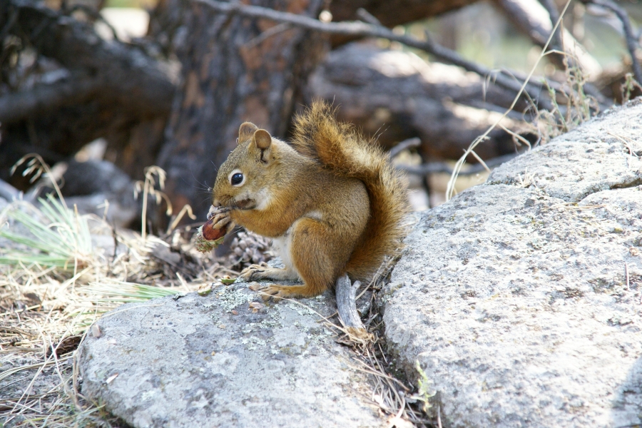 A chipmunk sits on a rock and gnaws on an acorn