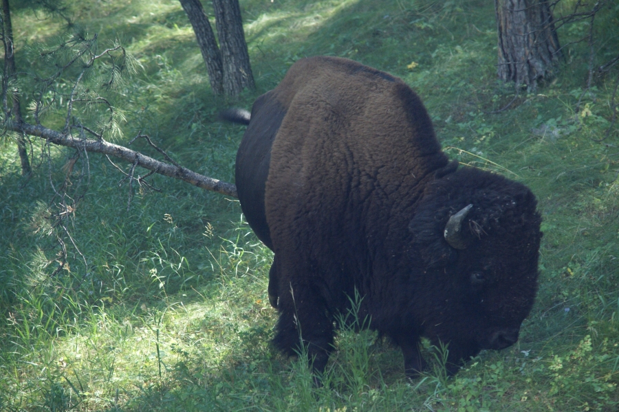 A brown short horned bison with curly hair on its blocky head eats some grass