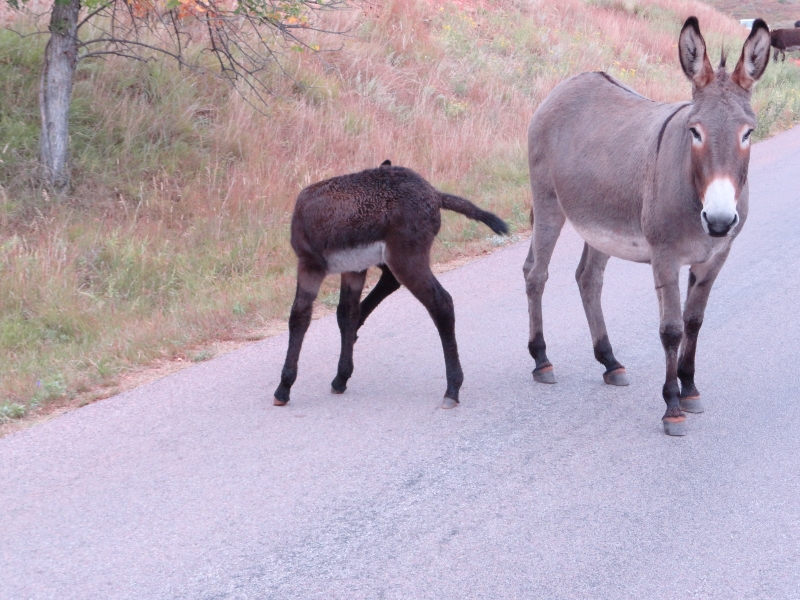 One adult gray donkey and a brownish colt stand on an asphalt roadway