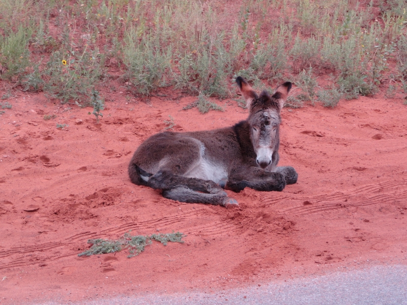 A young donkey lays in the scrub brush in reddish clay