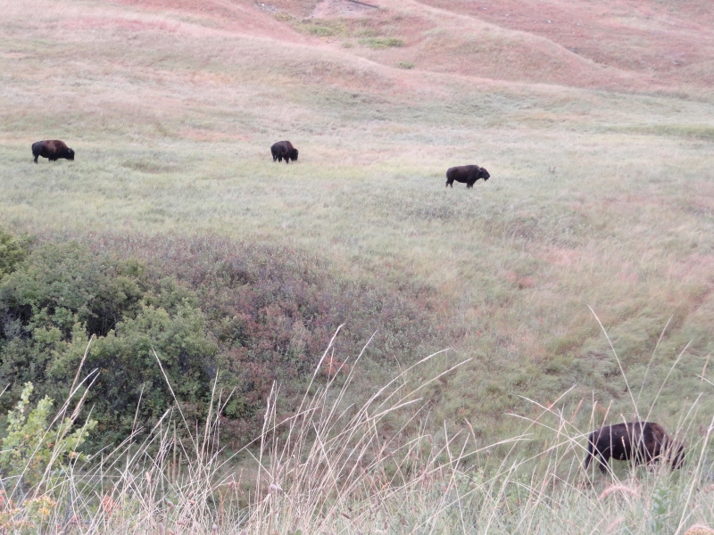 Four bison roam an open grassy field near some rolling hills