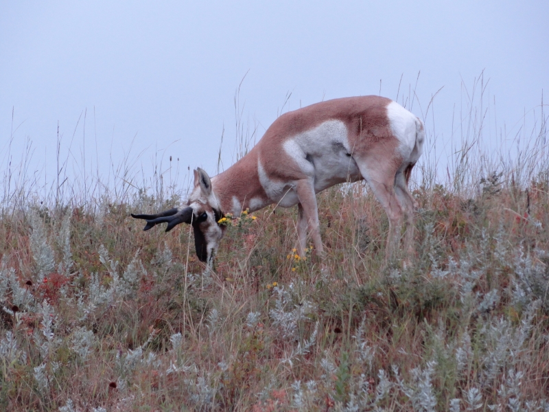 An antelope bends its head to eat some grass near the top of a hill