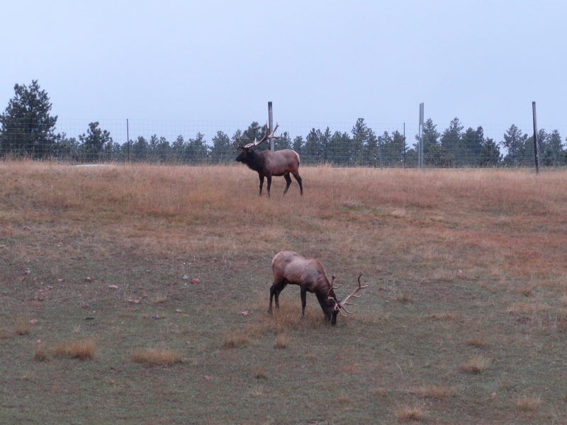 Two male elk with their large antlers stand on an open hillside
