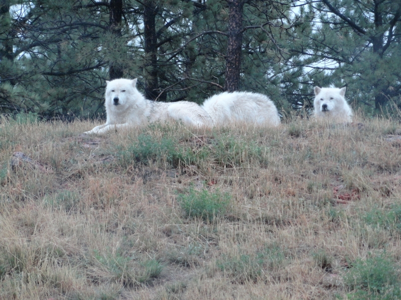 Three white wolves lay in the grass at the crest of a hill
