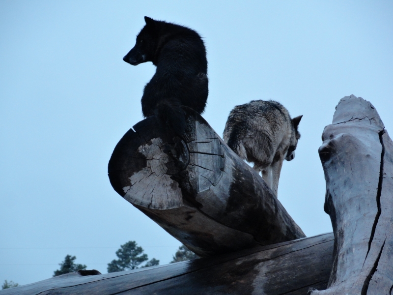 A black wolf sits atop a log creating an elevated perch