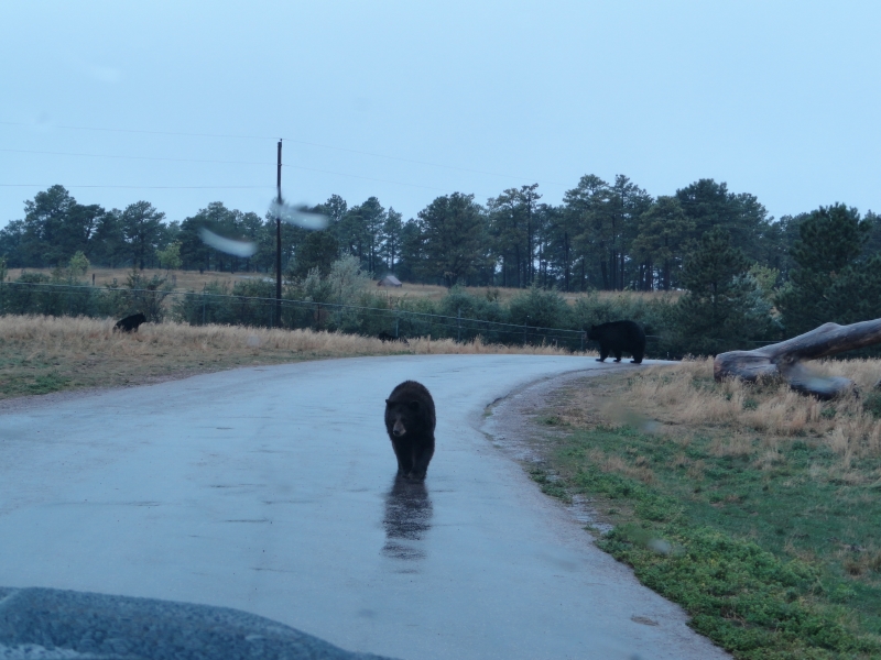 Three black bears roaming free cross the rain-soaked road in front of our vehicle