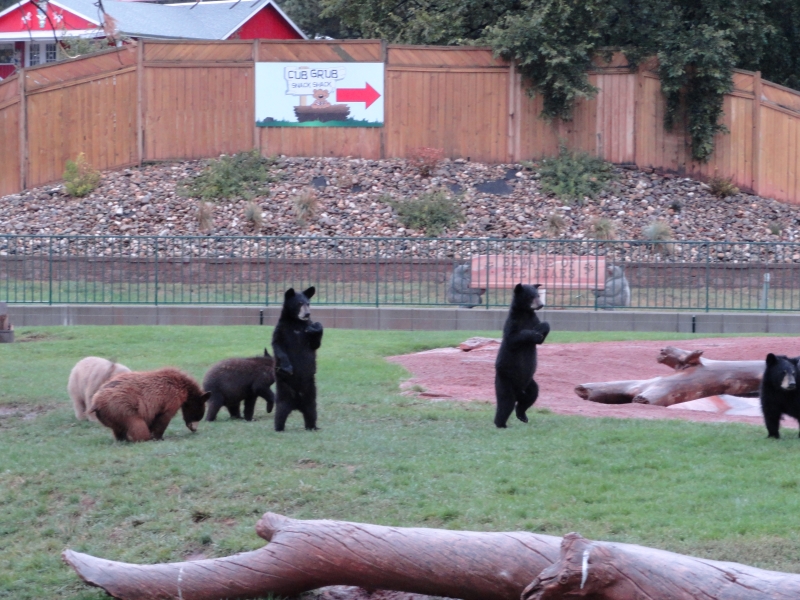 Inside a large enclosure several bear cubs look around while two stand on their hind legs to get a better view
