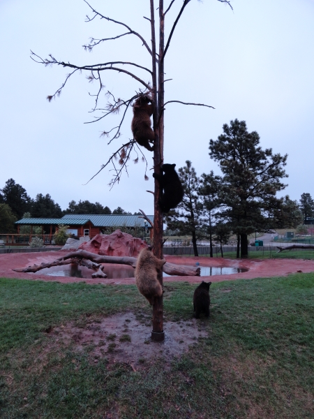 A brown bear cub looks on as a tan cub follows two other cubs up tree that has lost most of its branches