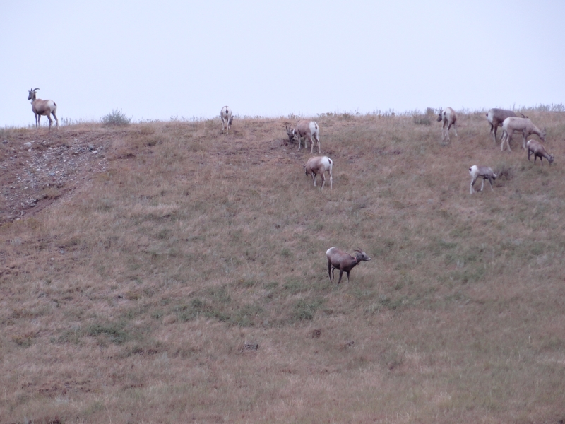 A small herd, 10 or so, of wild deer grazes on scrub grass on a hillside